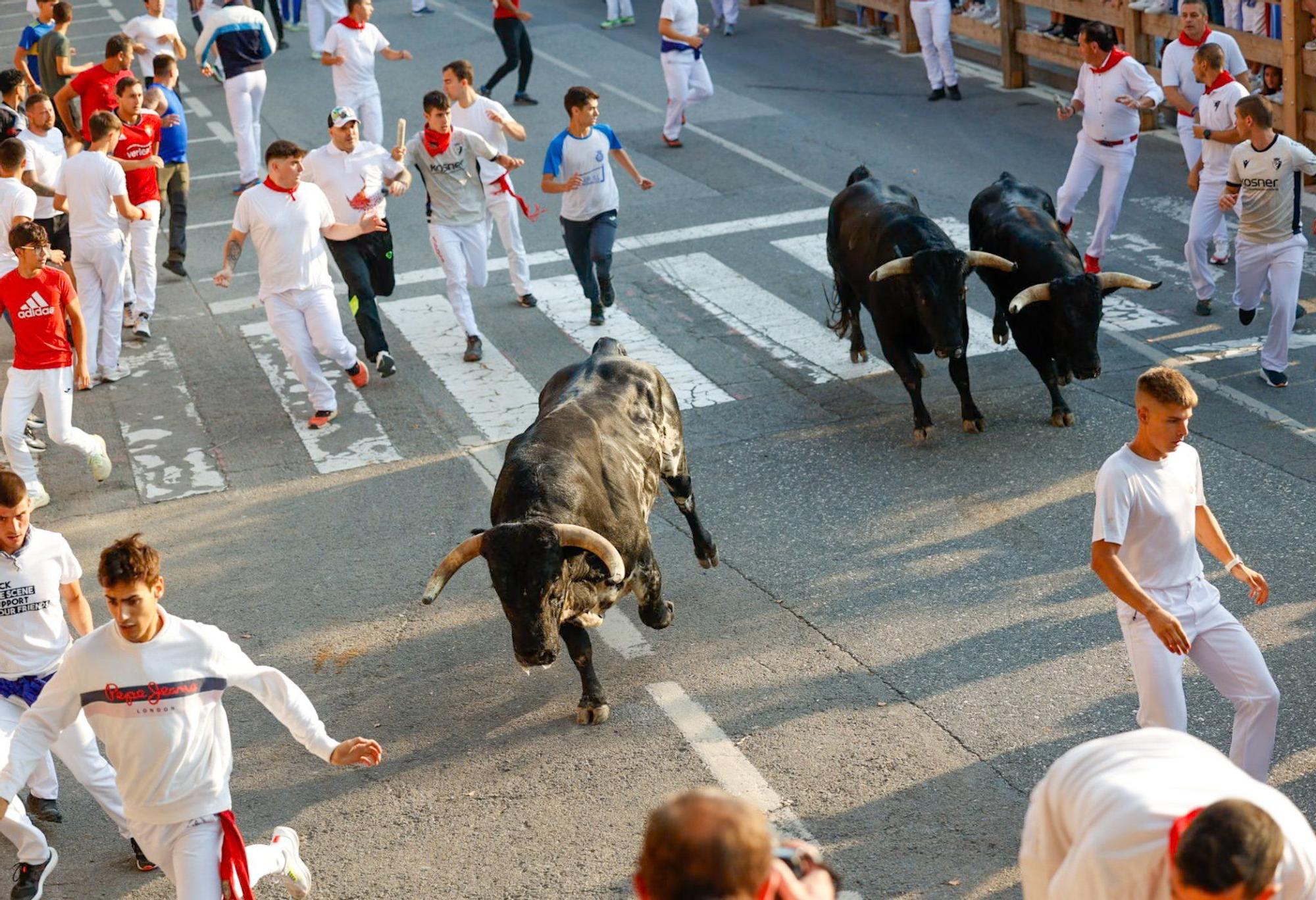 Fotos del primer encierro de fiestas de Tafalla
