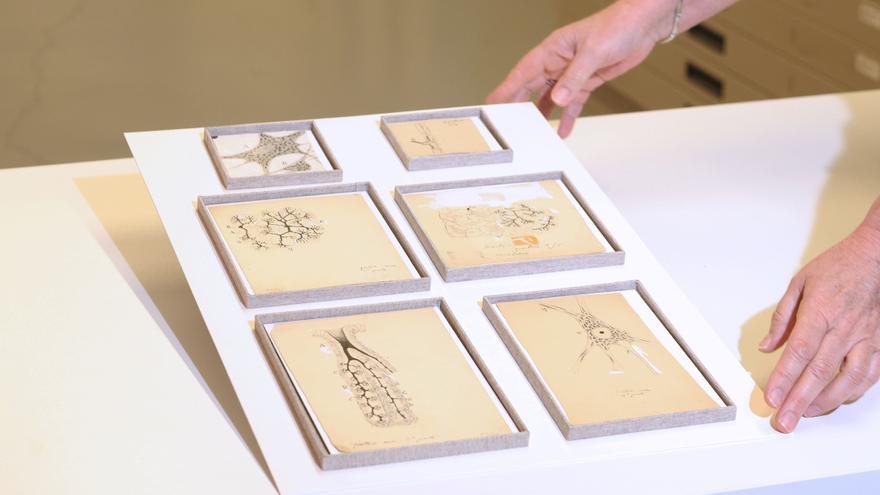 Hallan seis dibujos originales de Ramón y Cajal ocultos durante décadas en el Museo Anatómico de Valladolid