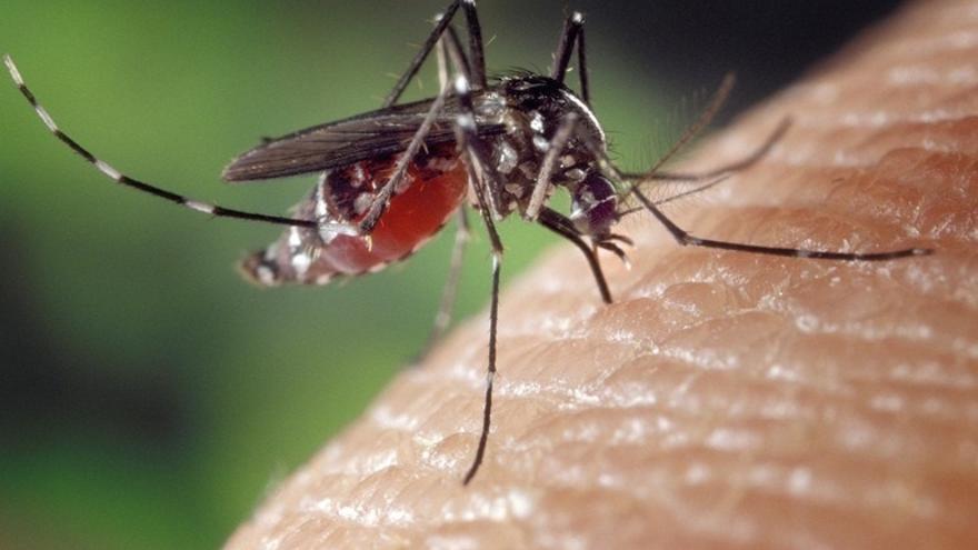 Salud refuerza las medidas de vigilancia y prevención tras detectarse un caso autóctono de chikungunya en Hendaia