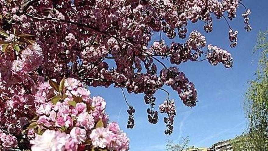 ¿Por qué hay tanta alergia?