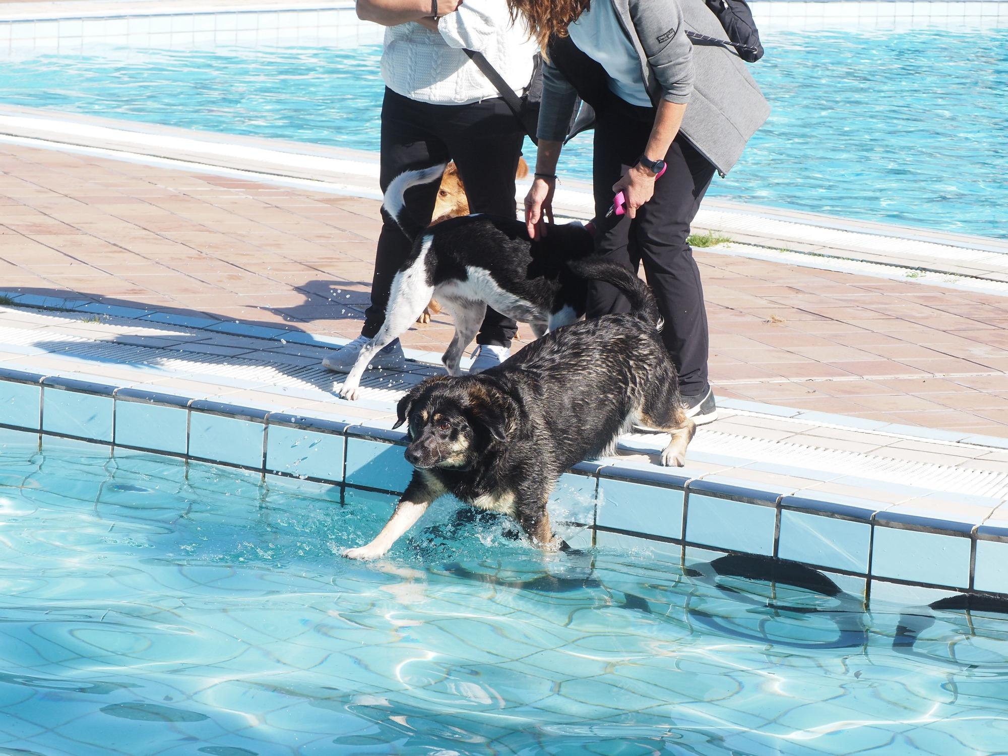 Las piscinas de Eibar han sido coto privado para los perros