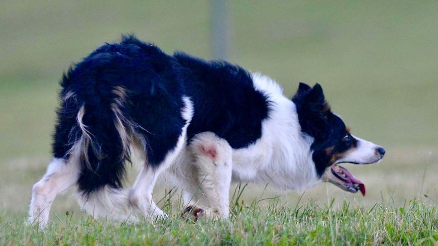 Oscar Murguía y su perro Murguía Spott, subcampeones de Europa en el campeonato de perros pastor