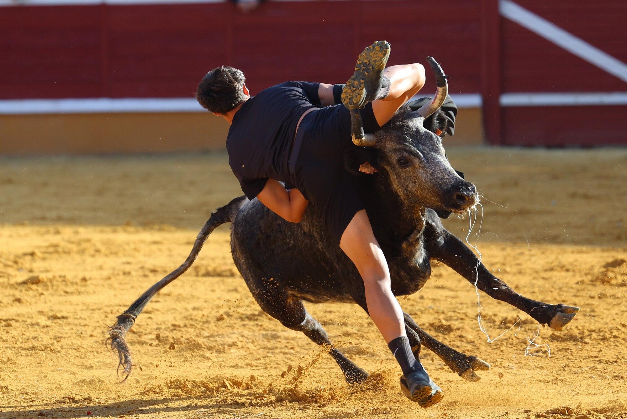 Revolcón de un mozo en las vaquillas de Tudela