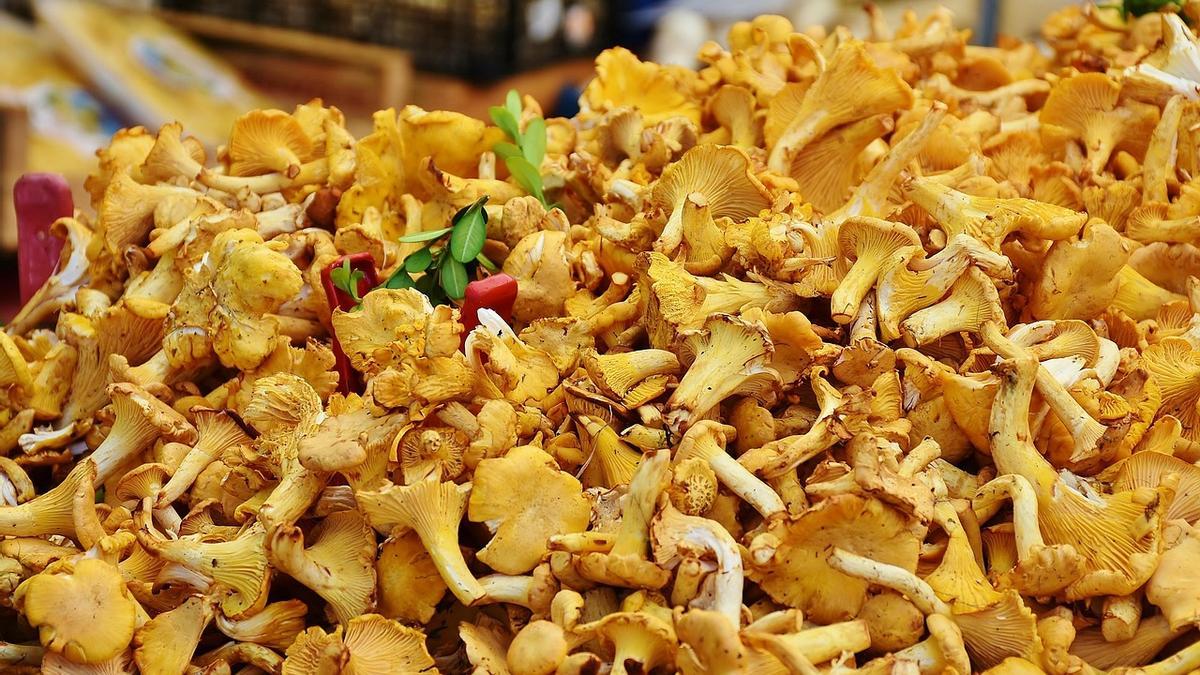 El servicio de identificación de setas estará habilitado hasta 1 de diciembre