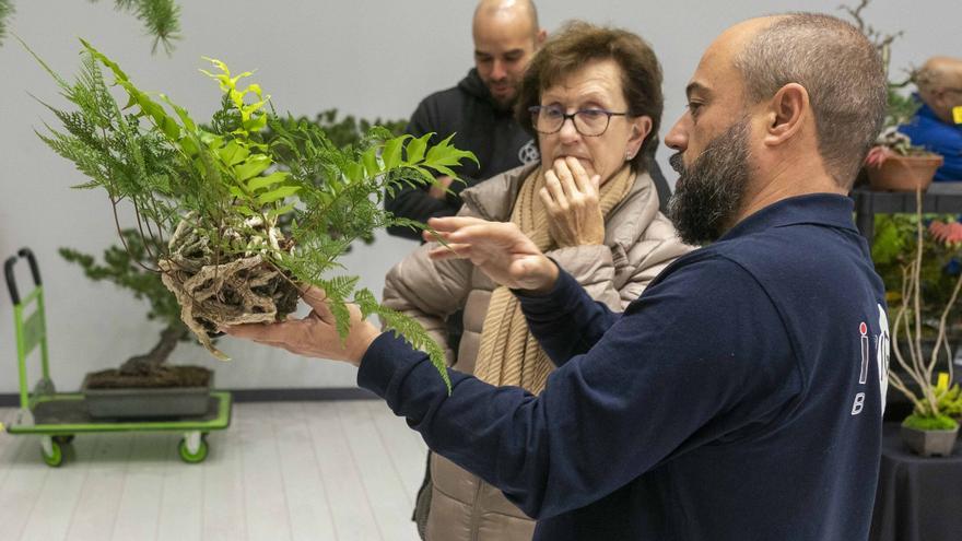 En imágenes: El arte del bonsái llega a Vitoria-Gasteiz