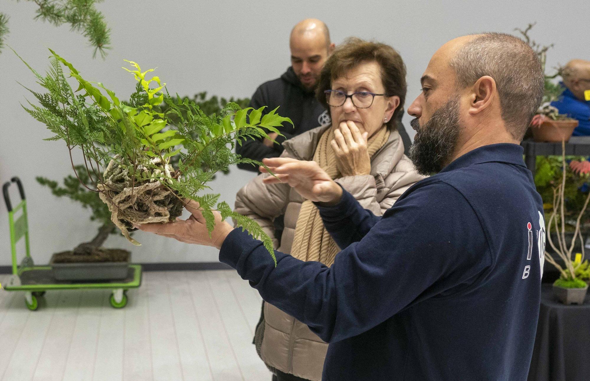 En imágenes: El arte del bonsái llega a Vitoria-Gasteiz