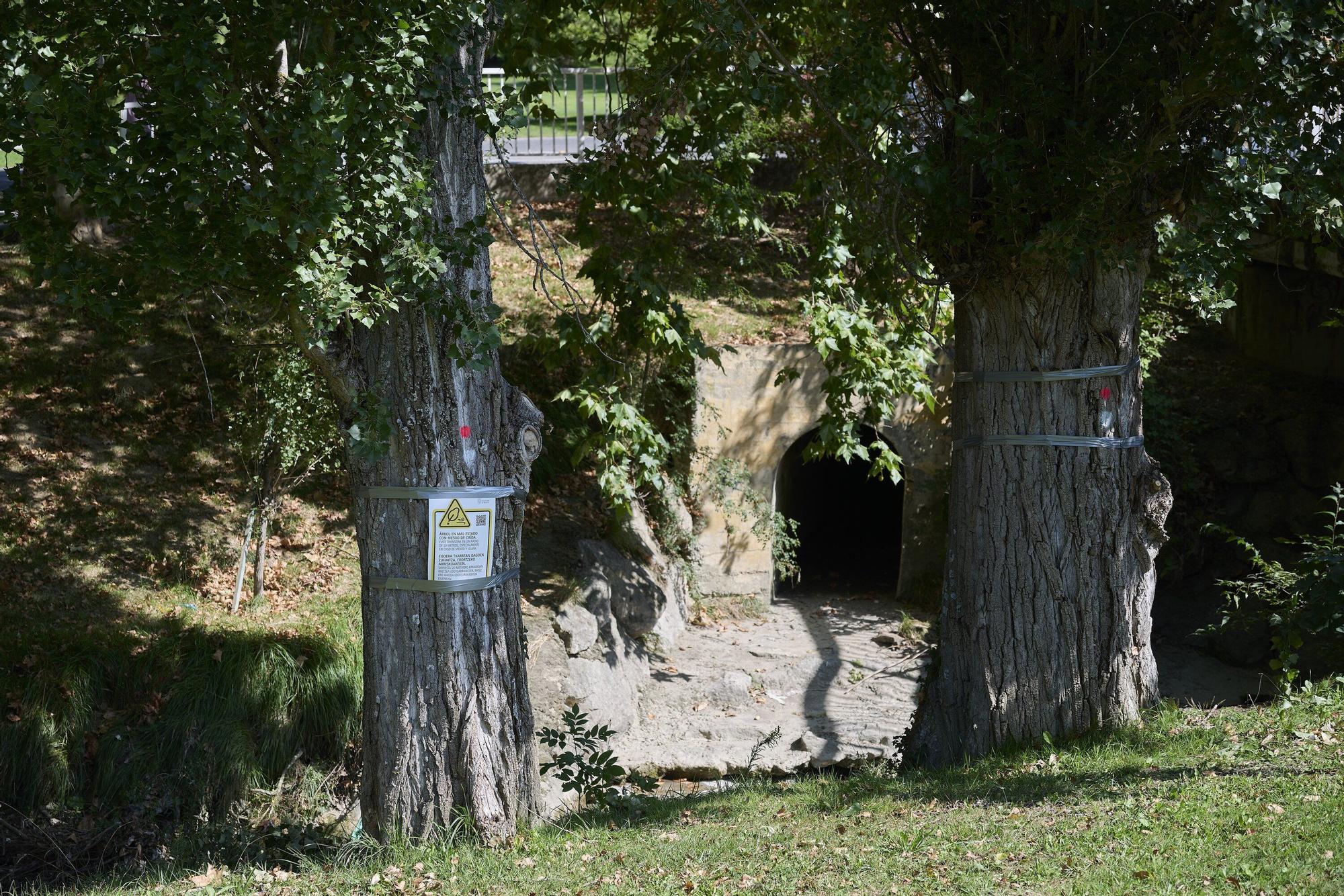 Tala de árboles en la Universidad de Navarra