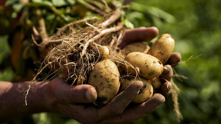 Cuatro décadas de cooperativismo agrario