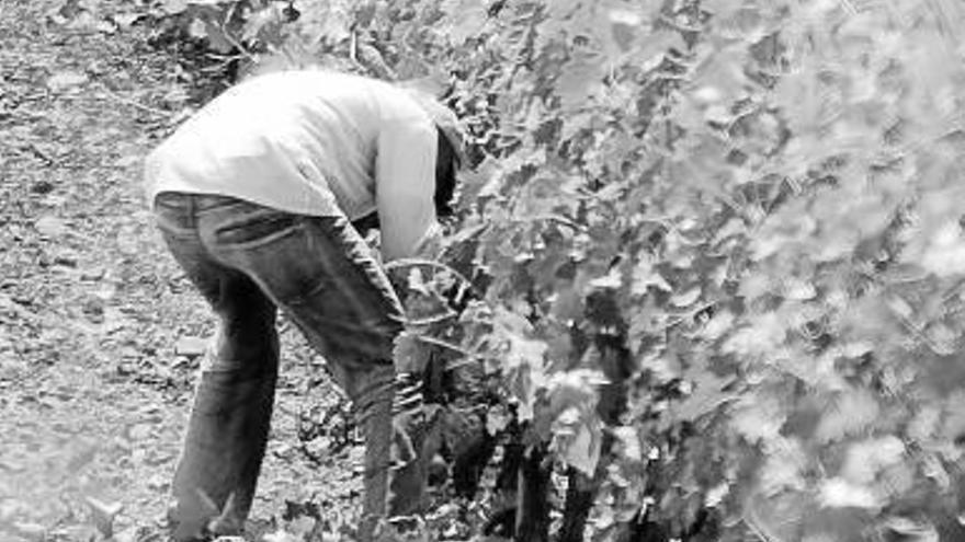 Denuncian que la DOC Rioja no haya fijado aún el precio de la uva