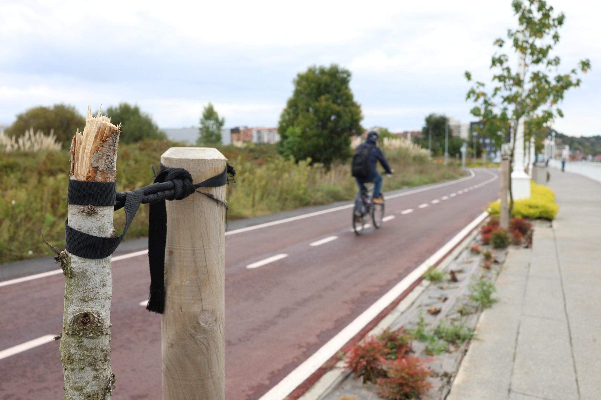 En imágenes: Destrozan una decena de árboles en el paseo de la ría en Lamiako