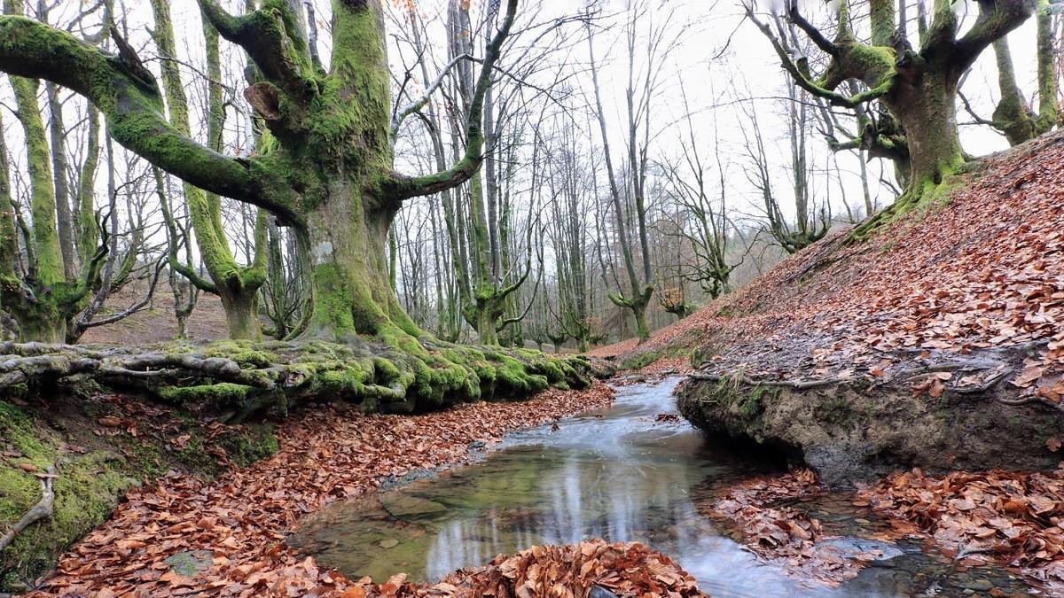 Arroyo Zubizabala en el Hayedo de Otzarreta