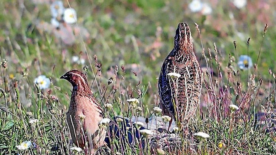 Dos ejemplares de codorniz, en el campo.