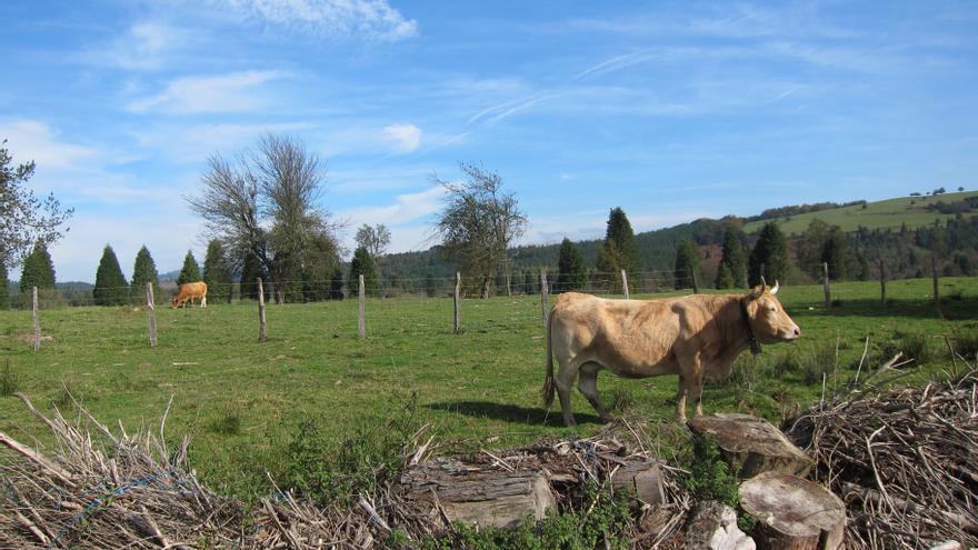 ENBA ve "poco claras e ineficaces" las cláusulas de salvaguarda de la carne de vacuno en el acuerdo entre UE y Mercosur