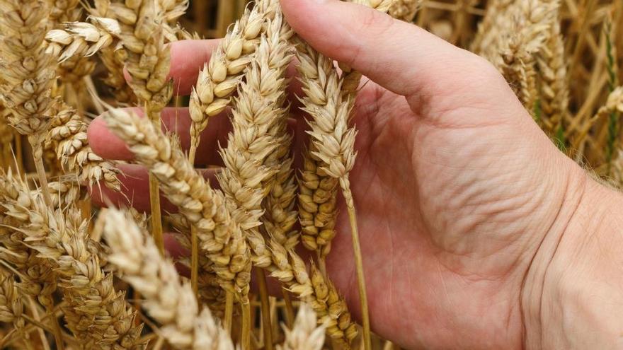 Ucrania y Rusia son dos de los principales productores mundiales de trigo.