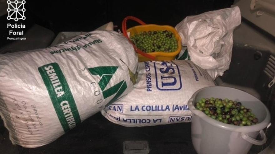Imputados en Ablitas por robar 120 kilos de aceitunas