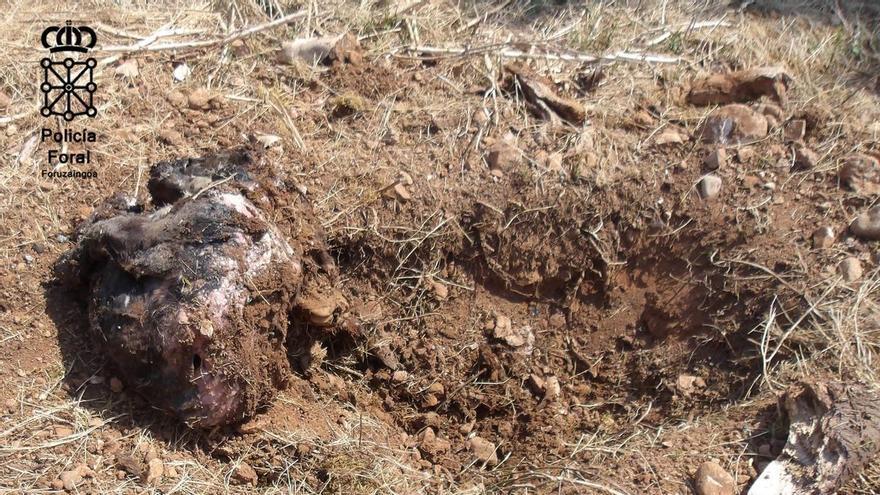 Imputados por ahorcar y enterrar un perro en una finca de Tierra Estella