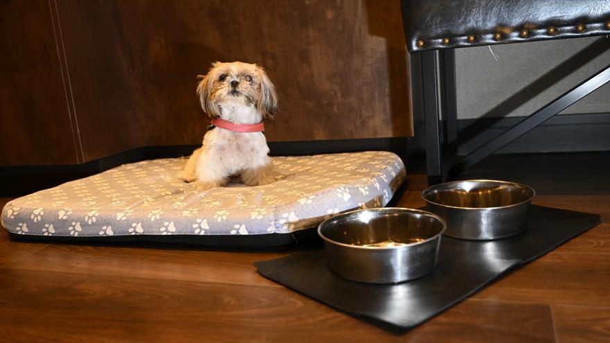 Viajar sin renuncias: una experiencia pet-friendly pensada al detalle