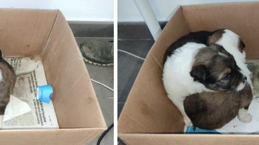 Investigan a una mujer en Baztan por abandonar dos cachorros junto a un contenedor