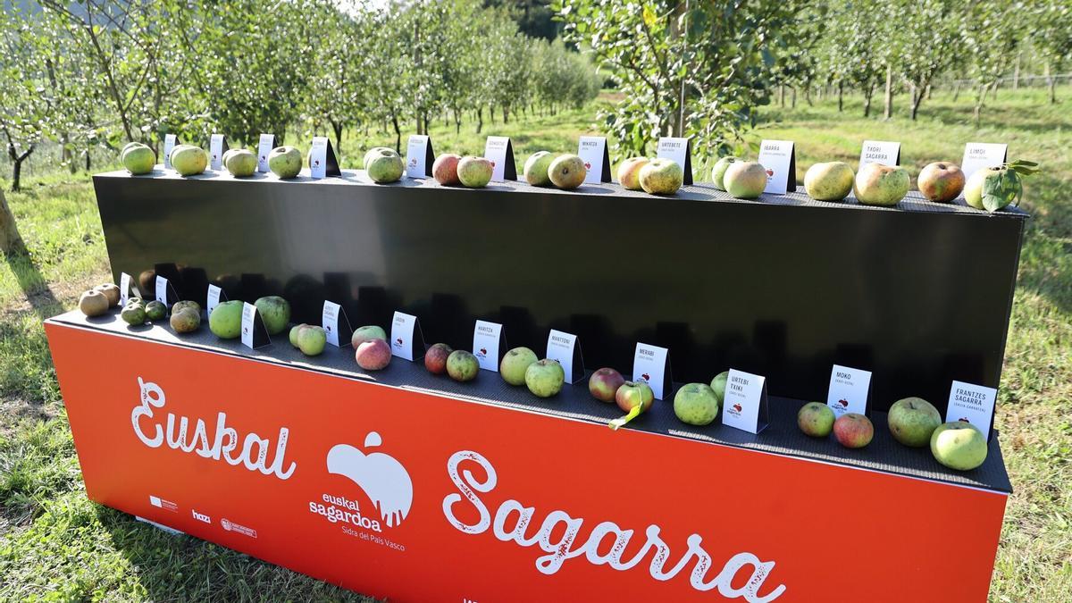 Diferentes tipos de manzana que utilizan las sidrerías que se integran en Euskal Sagardoa.