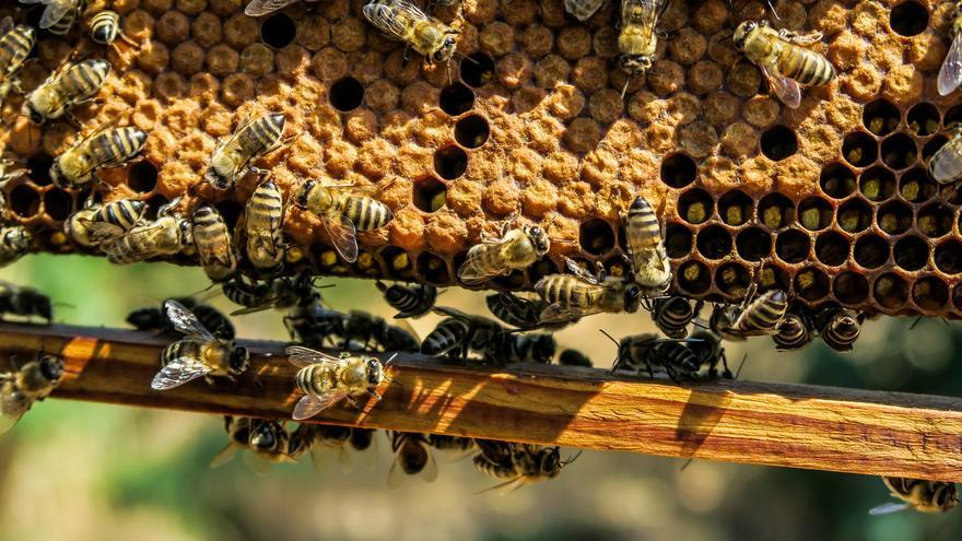 Esta es la colmena de '20.000 especies de abejas': "Juego con ellas y no me pican"