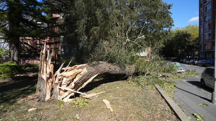 El viento causa estragos en Vitoria con rachas de 120 kilómetros por hora