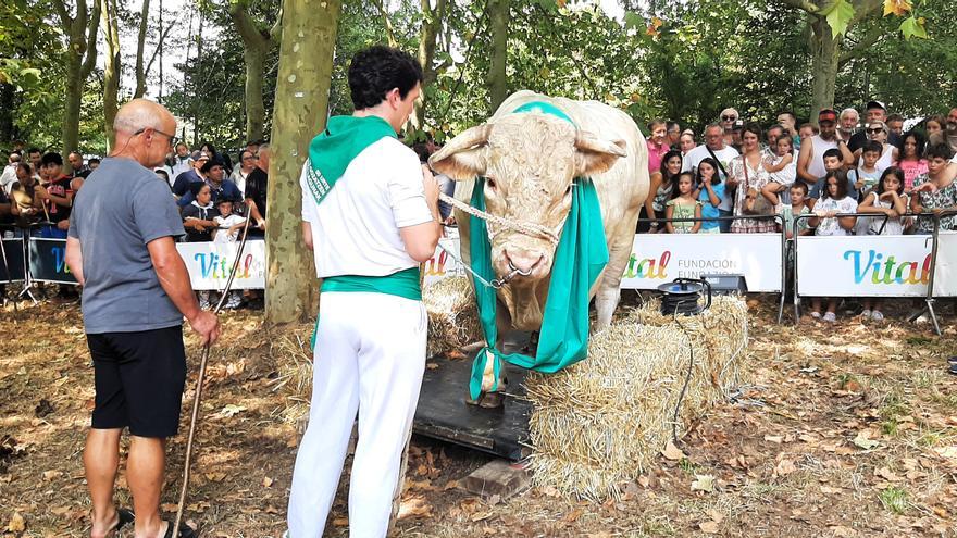 San Roque protege del calor al ganado en Amurrio