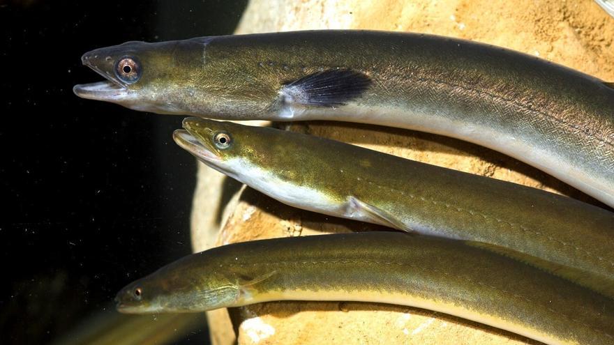 Las CCAA rechazan por tercera vez incluir la anguila como especie en peligro de extinción
