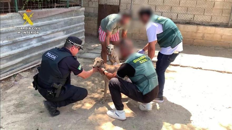 Detenidos por robar dos galgos y cortarles los pulgares de las patas delanteras