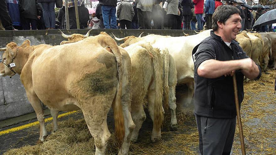 Las vacas de Joxean Igoa volvieron a copar el podio en pardas alpinas.