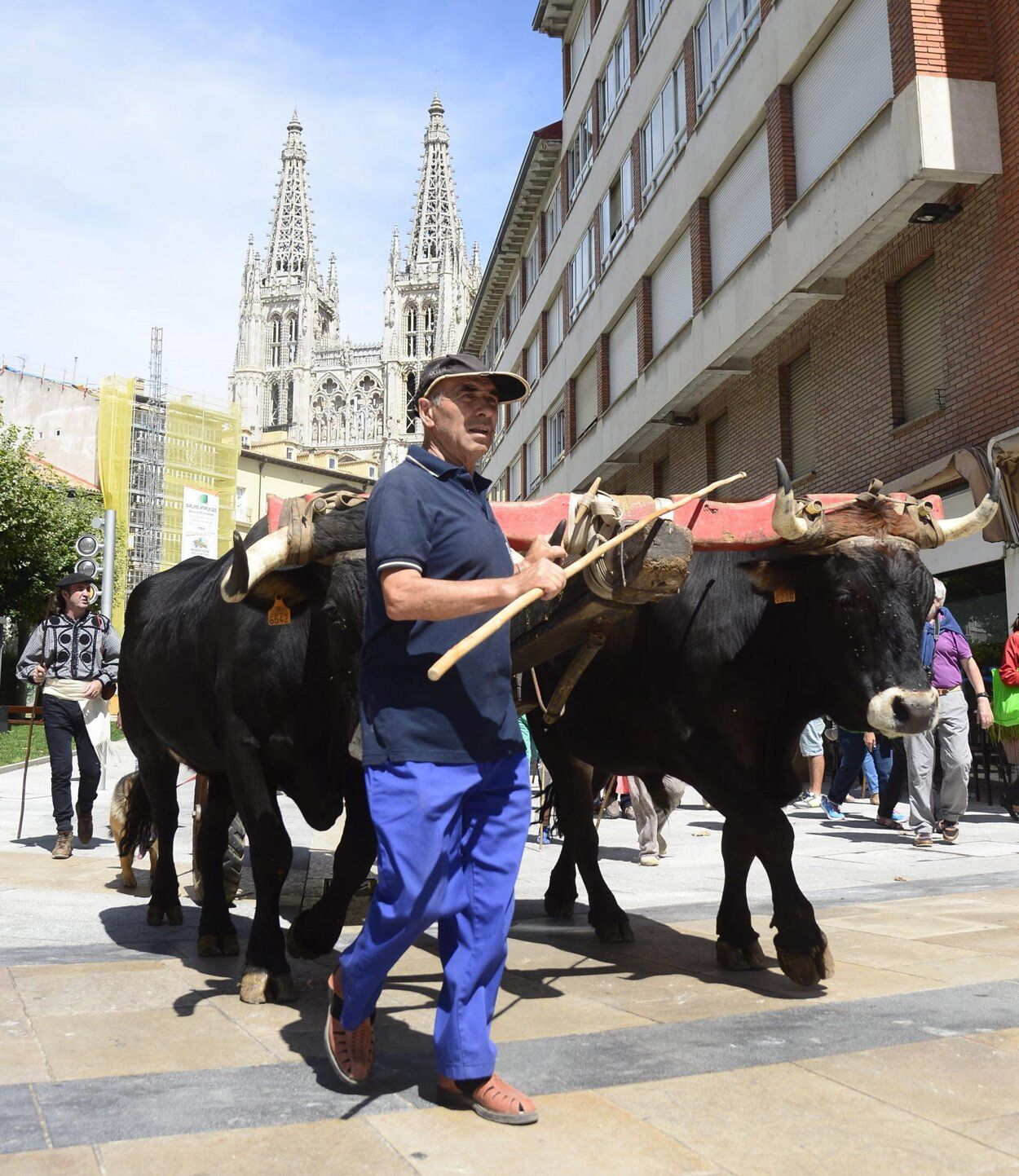 2016-8-31. Salida de la Gurdi Bidea - Ruta Carreteril, un viaje de Burgos a Pasaia con carros tirados por bueyes y vacas serranas promovido por la Cabaña Real de Carreteros de Quintanar de la Sierra y Albaola.