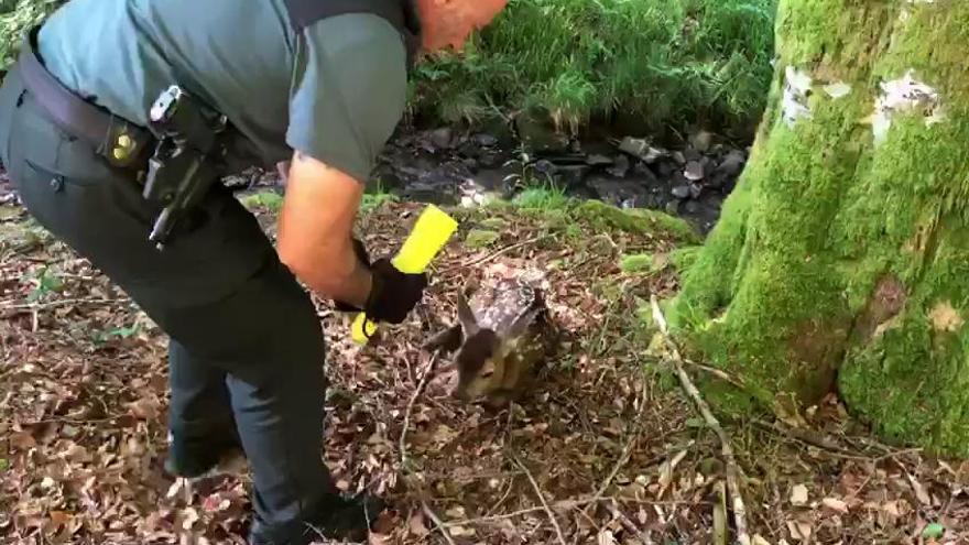 Localizada en la carretera de Eugi una cría de ciervo