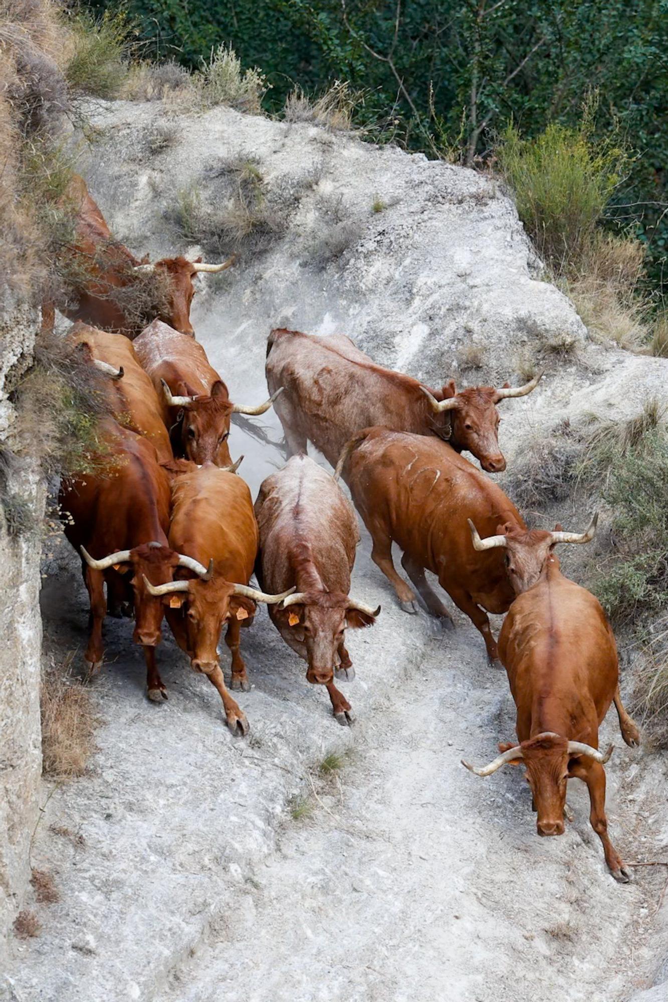 Fotos del quinto encierro del Pilón de Falces 2025 con vacas de Eulogio Mateo