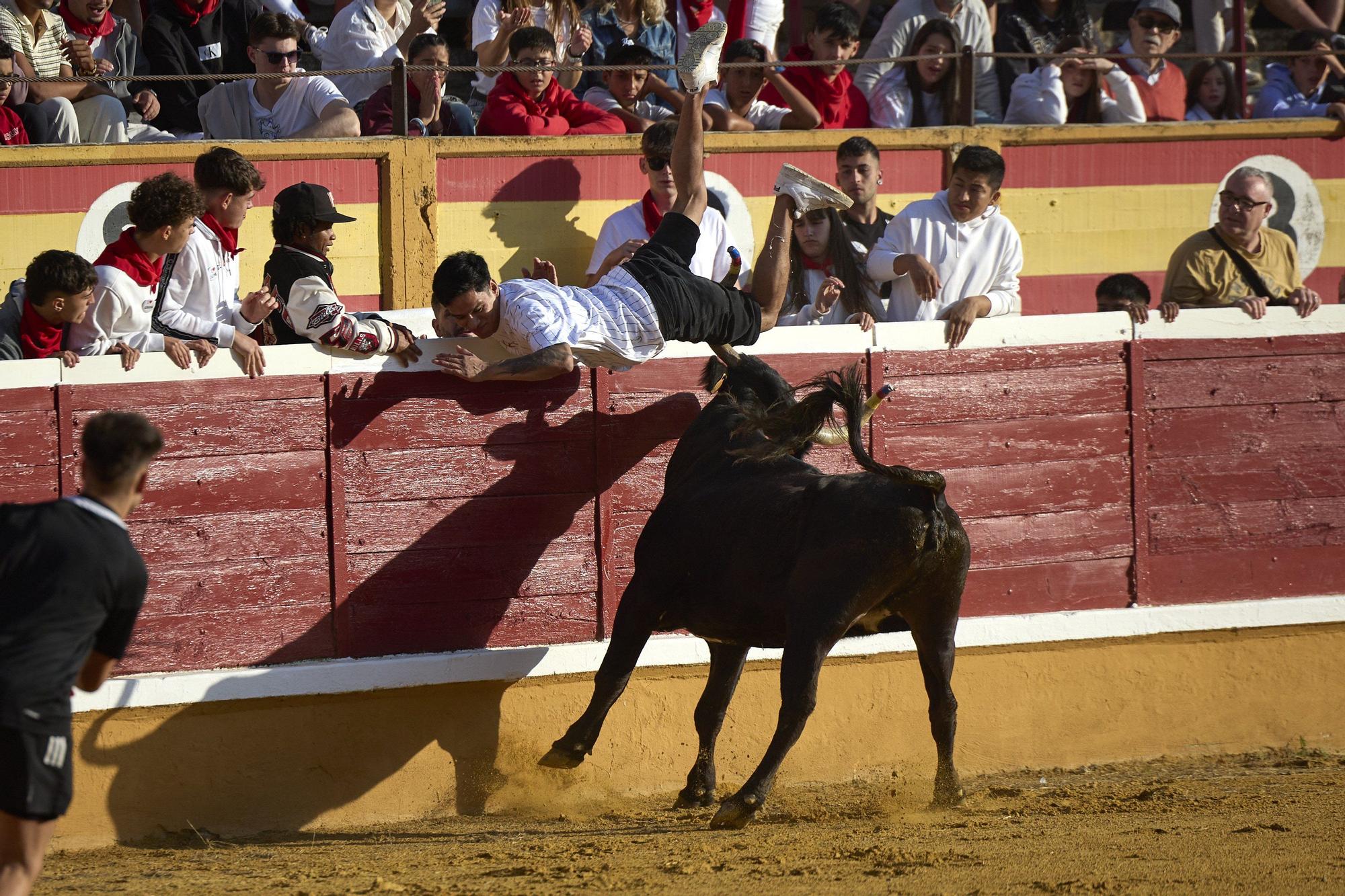 Suelta de vaquillas en las fiestas de Tudela (viernes 25 de julio de 2025)