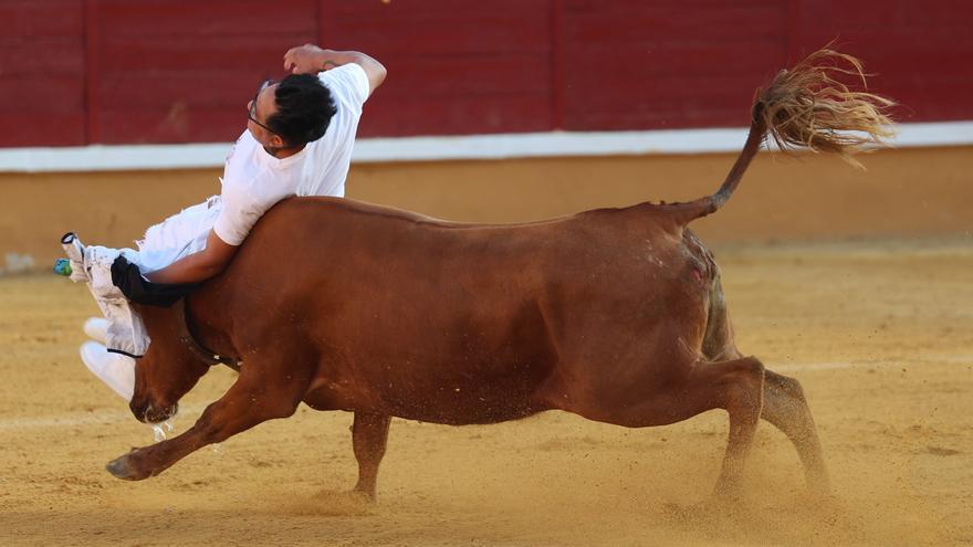 Suelta de vaquillas tras el tercer encierro de Tudela