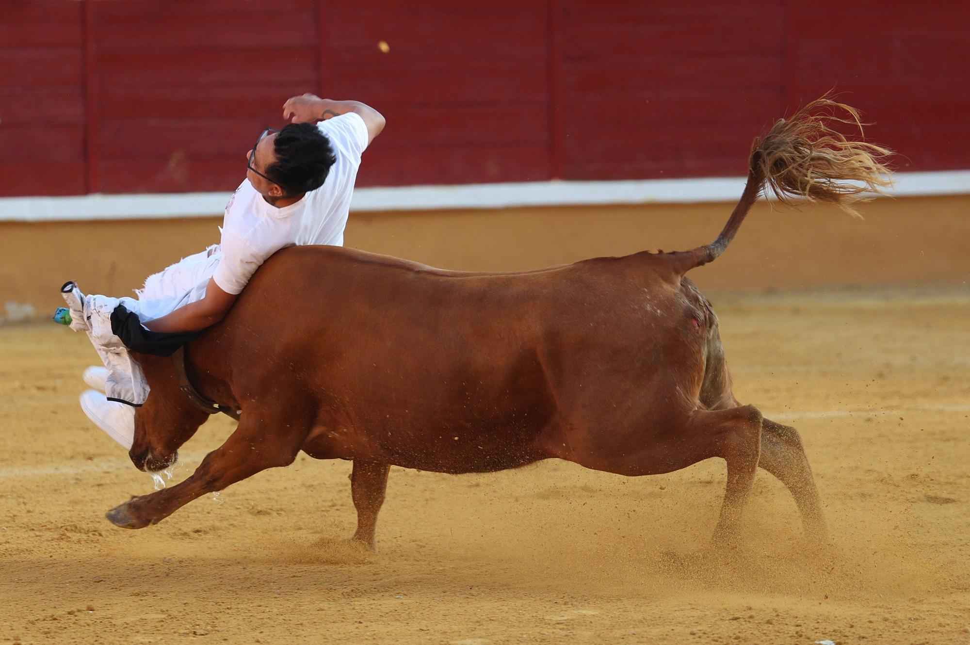 Suelta de vaquillas tras el tercer encierro de Tudela