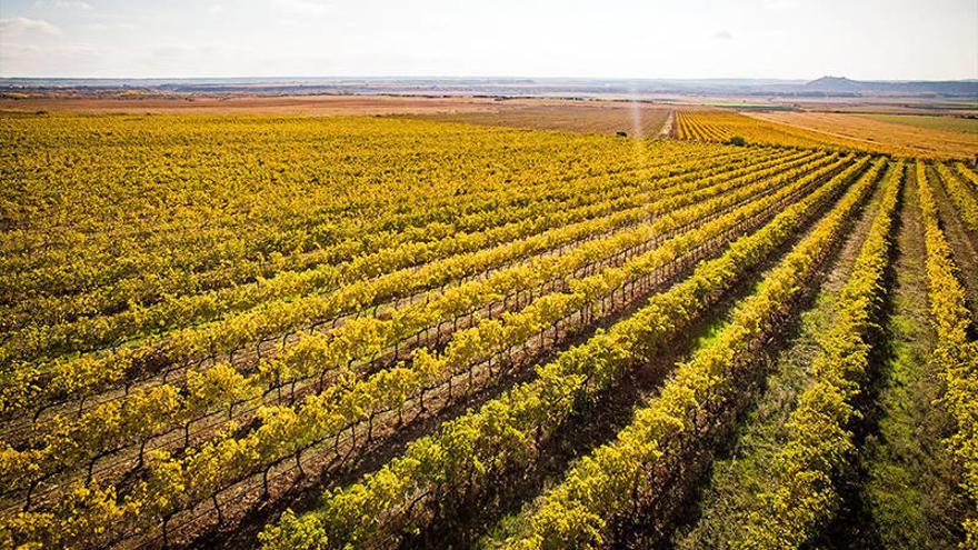Una ruta en torno al vino por tierras de Nafarroa