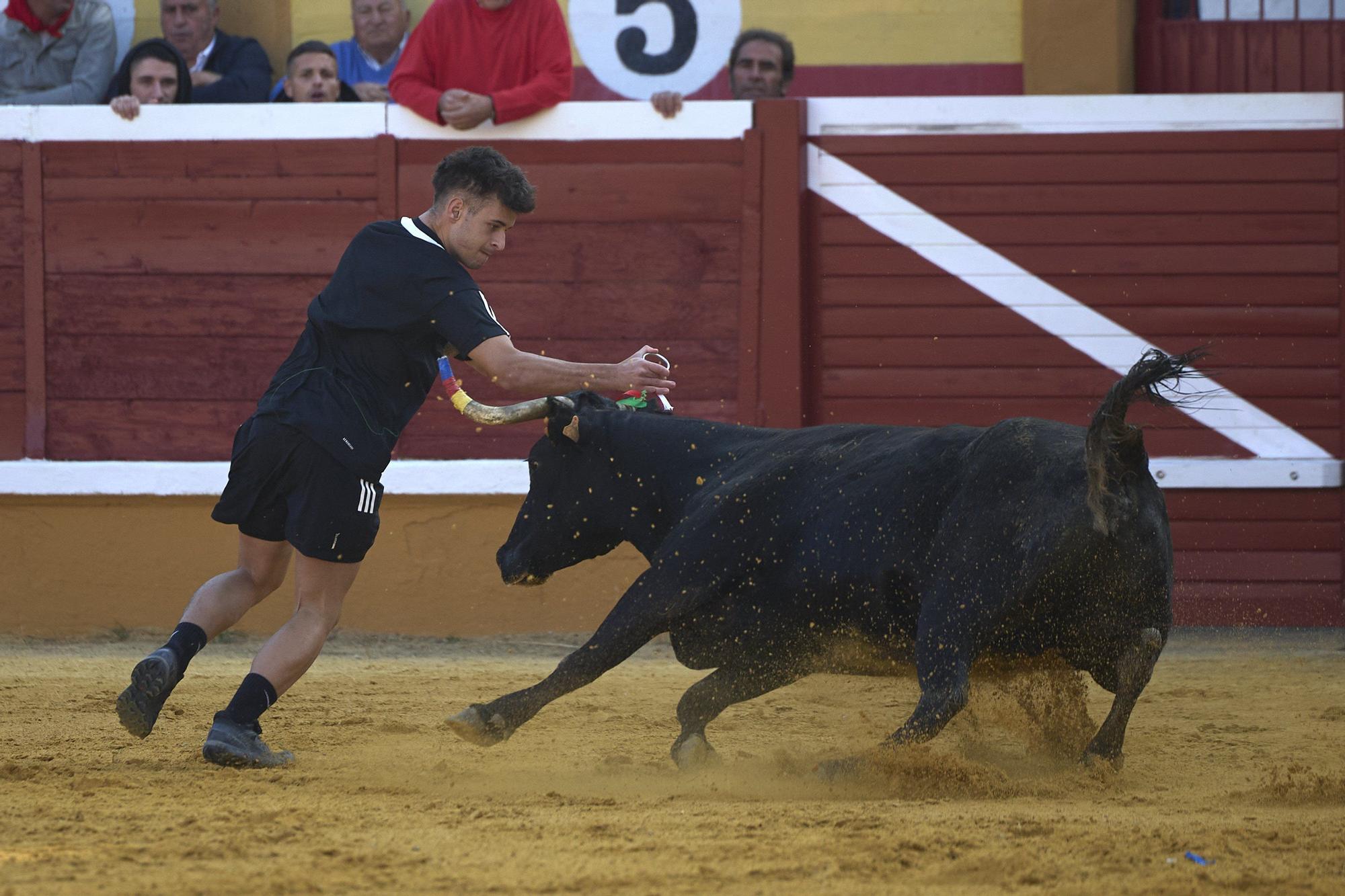 Suelta de vaquillas en las fiestas de Tudela (viernes 25 de julio de 2025)