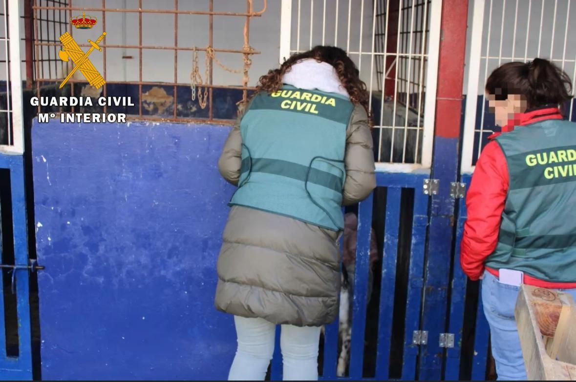 Maltrato animal en Nafarroa: un perro muerto y otros 23 en condiciones deplorables