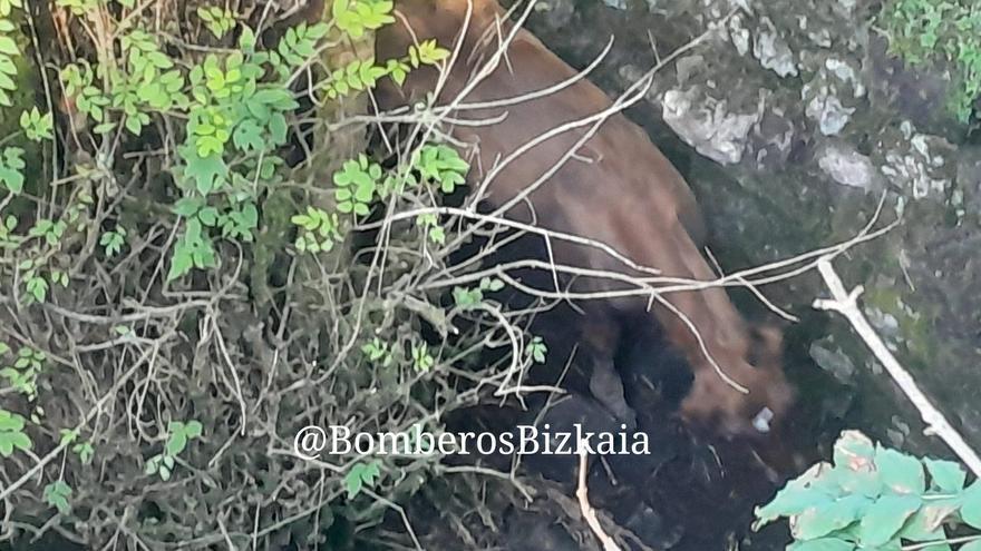 Rescatan un potro caído en un nevero en Zeanuri