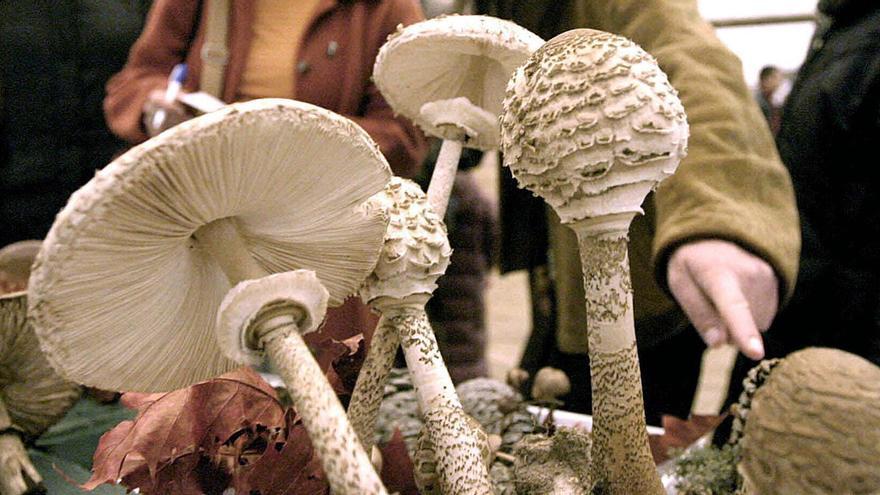 El fascinante mundo de los hongos tomará Oñati en las jornadas de Natur Eskola