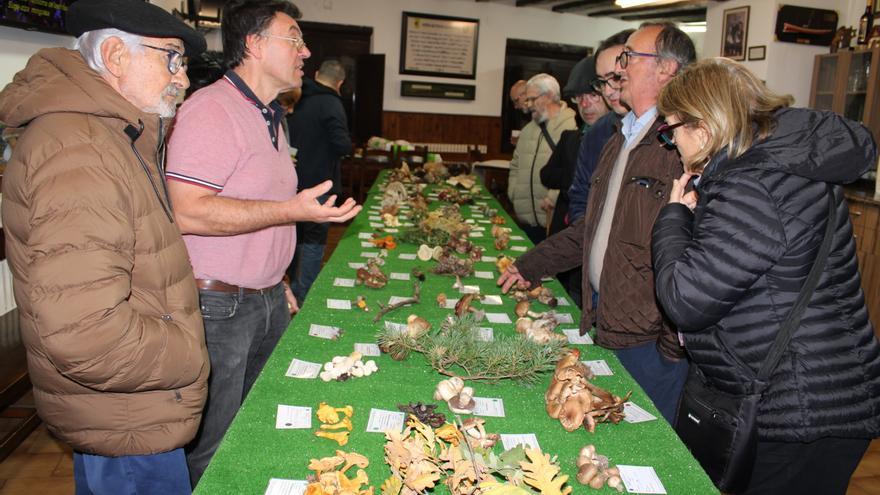 XXVI Jornadas Micológicas Peña Beterri de Tudela