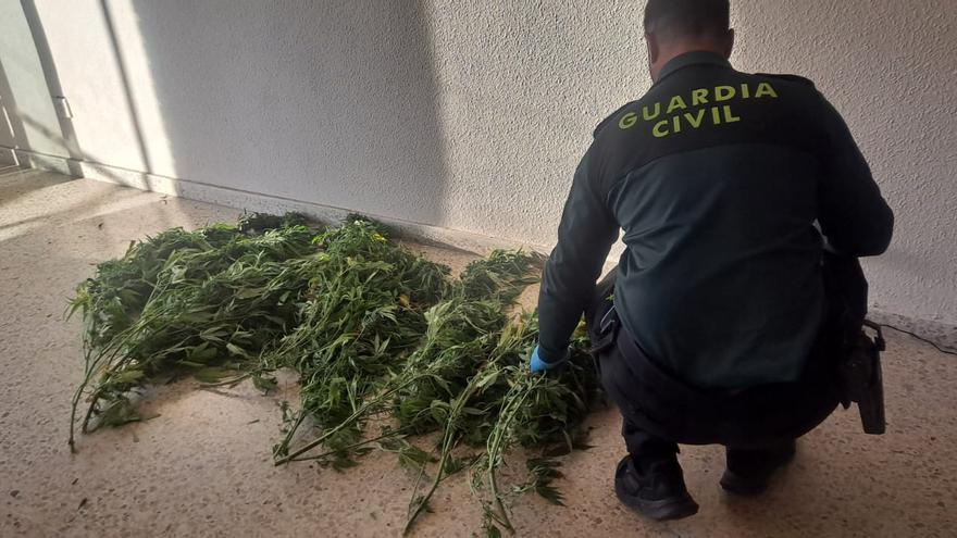Imágenes del operativo de la Guardia Civil de Navarra contra el trafico de drogas