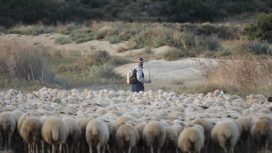 Javier Ayechu, el único pastor que cruzó ayer El Paso, conduce a sus ovejas hacia territorio bardenero.