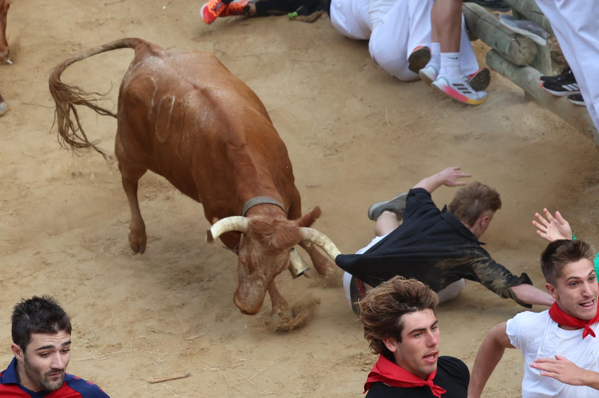Fotos del quinto encierro del Pilón de Falces 2025 con vacas de Eulogio Mateo