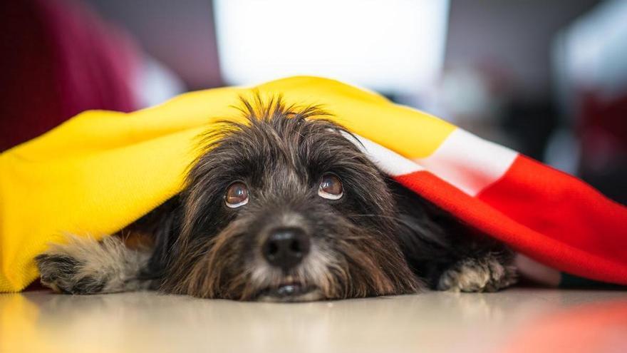 Los petardos pueden ser mortales para algunos animales: "Sienten que van a morir, no saben cuándo ese ruido va a parar"