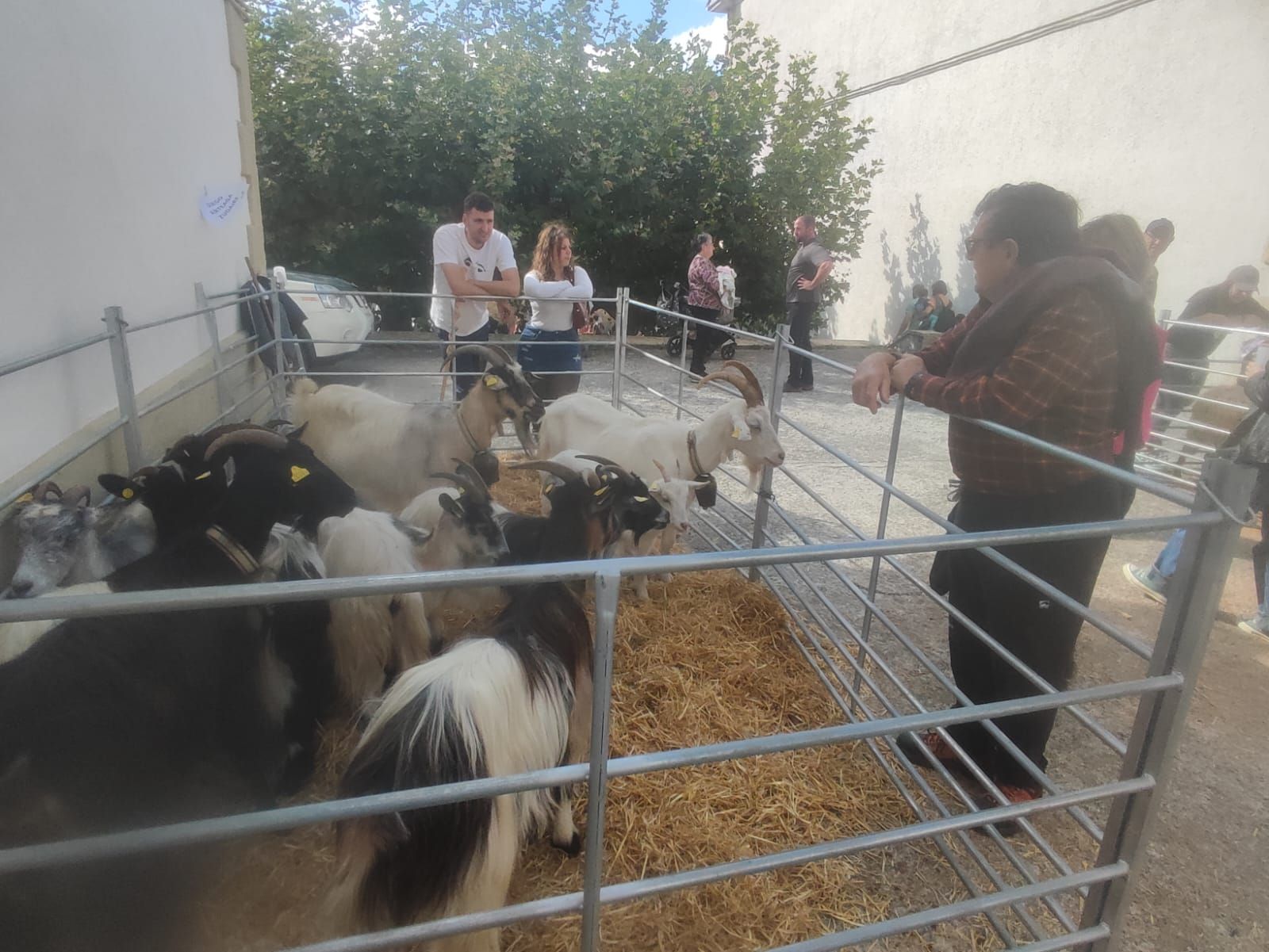 Fotos del Día del pastor en Améscoa