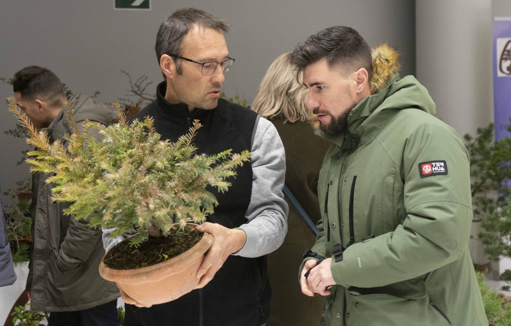 En imágenes: El arte del bonsái llega a Vitoria-Gasteiz