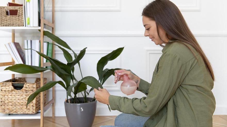 5 plantas para combatir el calor y refrescar tu casa de forma natural