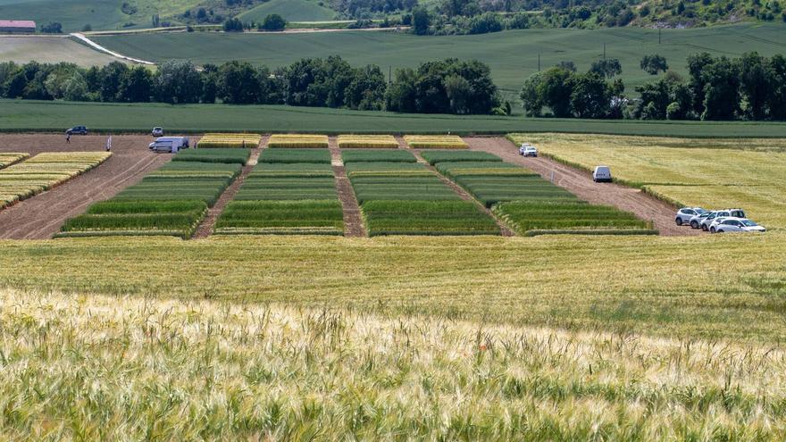 El agro navarro denunciará en Estrasburgo "la situación caótica del cereal", con precios muy bajos