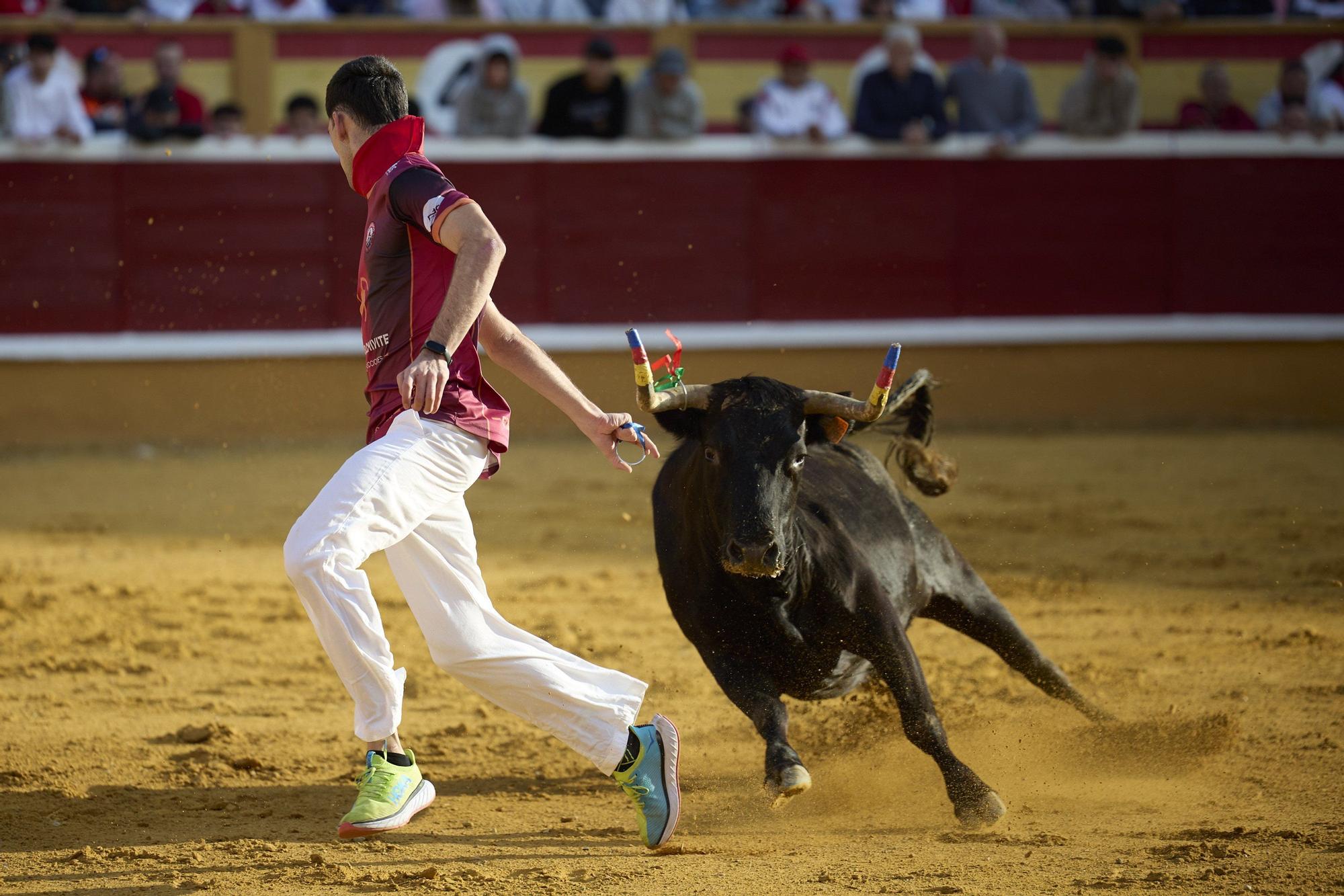 Suelta de vaquillas en las fiestas de Tudela (viernes 25 de julio de 2025)